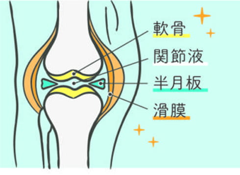 健康なひざ関節 軟骨・関節液・半月板・滑膜図解